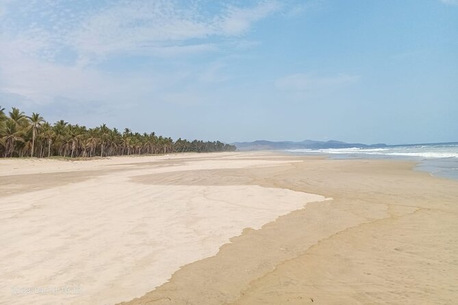 Baby Sea Turtle Releasing Sightseeing Tour with Luis de la Maza - Is $65.75 a fair price?