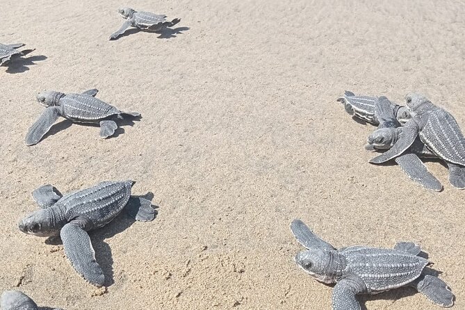 Baby Sea Turtle Releasing Sightseeing Tour with Luis de la Maza - The 20-minute turtle lesson