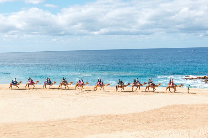 Beach Camel Ride and Encounter in Cabo - Meeting the camels up close