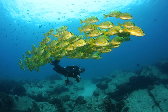 Beginner Scuba Diving in Cabo San Lucas - Meeting at Manta Scuba Diving