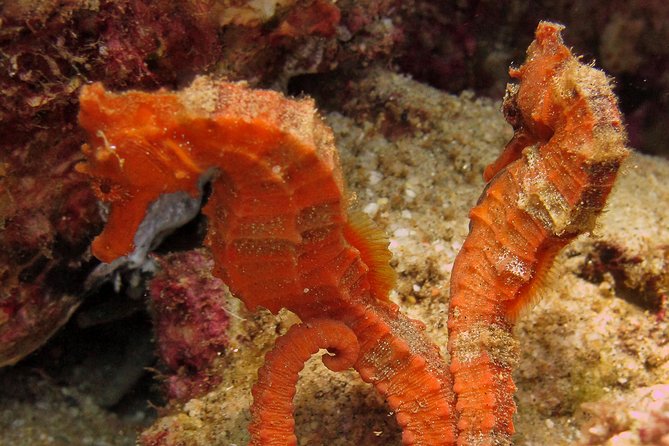 Beginner Scuba Diving in Cabo San Lucas - Underwater Cabo and its marine life
