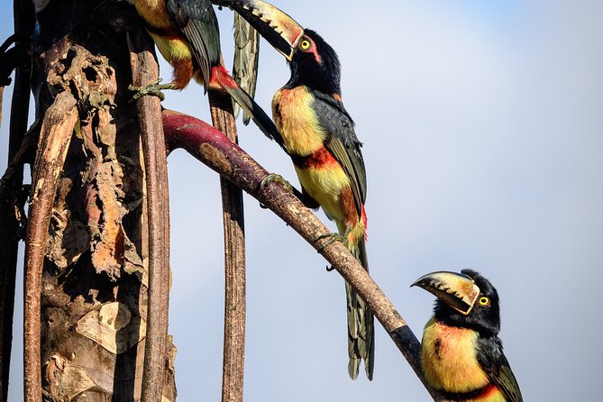 Birdwatching in Sian Ka´an Muyil from Tulum - Shared Group Tour - The 6:00 am start and first birding session