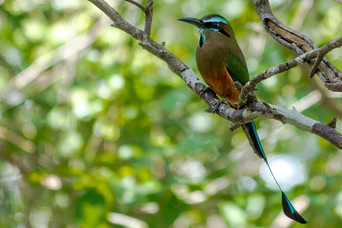 Birdwatching in Sian Ka´an Muyil from Tulum - Shared Group Tour - Is $119 a fair price?