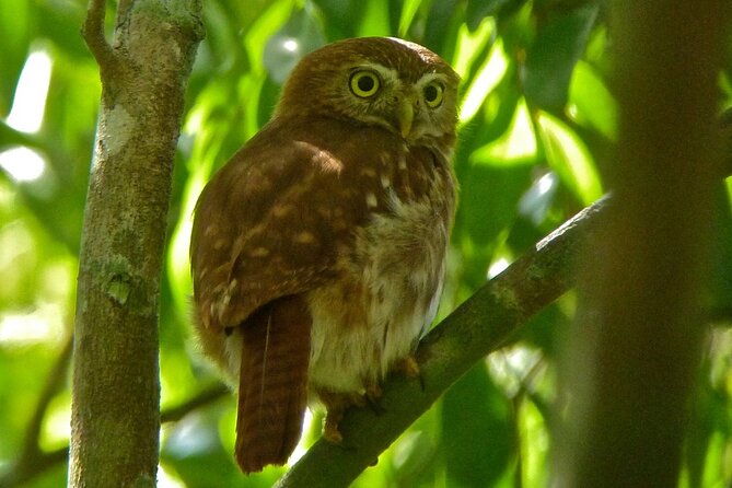 Birdwatching in Sian Ka´an Muyil from Tulum - Shared Group Tour - Who should book this Muyil morning