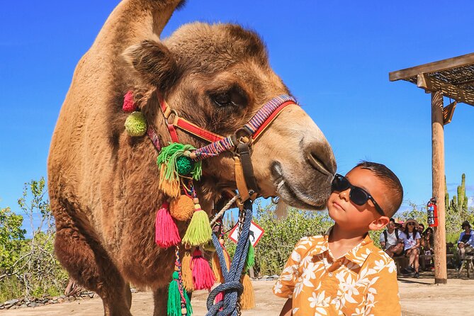 Boat Ride to the Arch and Beach Camel Ride in Cabo San Lucas - The long ride to Rancho Tierra Sagrada