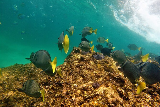 Boat ride to the Arch and Snorkel - Snorkeling near Pelican Rock