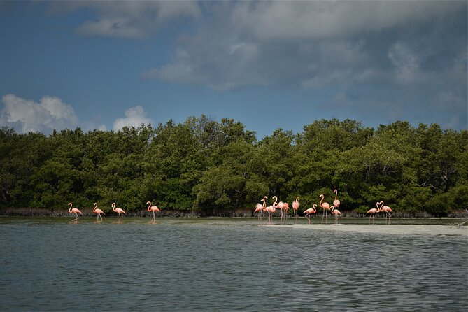 Boat Tour of Three Islands in Holbox with Transportation - Punta Mosquito, Sandbars and Route Changes