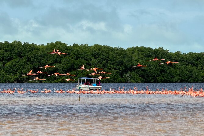 Boat tour through the mangroves of Celestún and Playa from Merida - Guides, group size, and the quality of the day