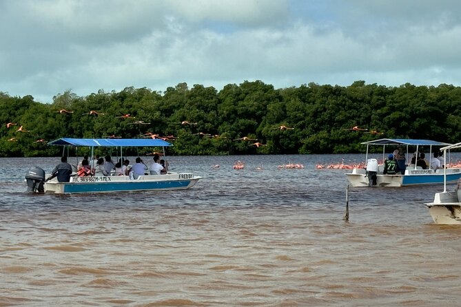 Boat tour through the mangroves of Celestún and Playa from Merida - Is $105.56 a fair price?