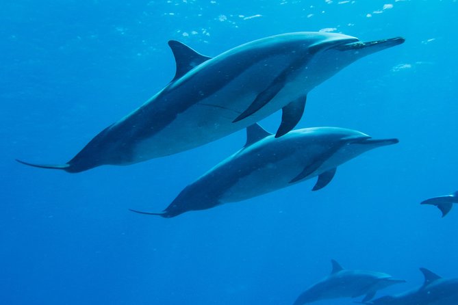 Boat Trip to See Marine Life in Puerto Escondido - Key points to know before you book
