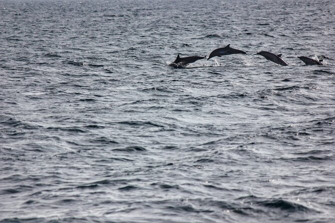 Boat Trip to See Marine Life in Puerto Escondido - Starting at Playa Puerto Angelito
