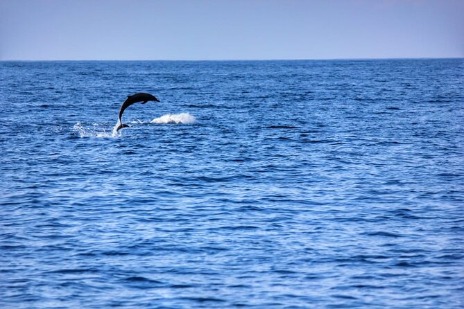 Boat Trip to See Marine Life in Puerto Escondido - What the crew adds to the day