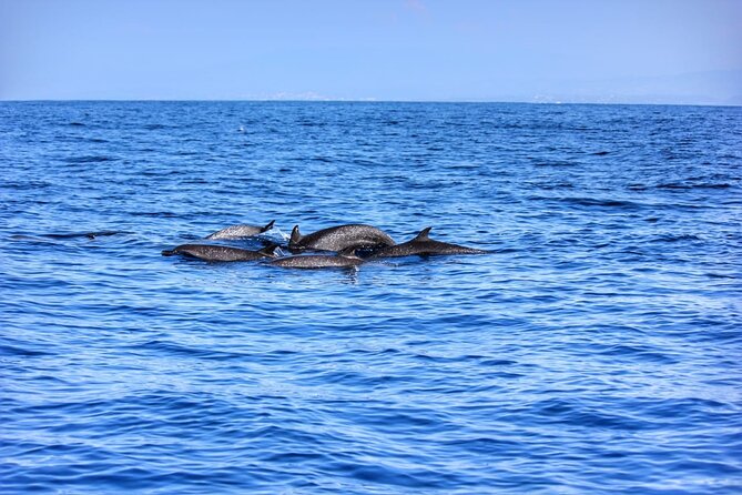 Boat Trip to See Marine Life in Puerto Escondido - Snorkeling, swimming, and time at the beach