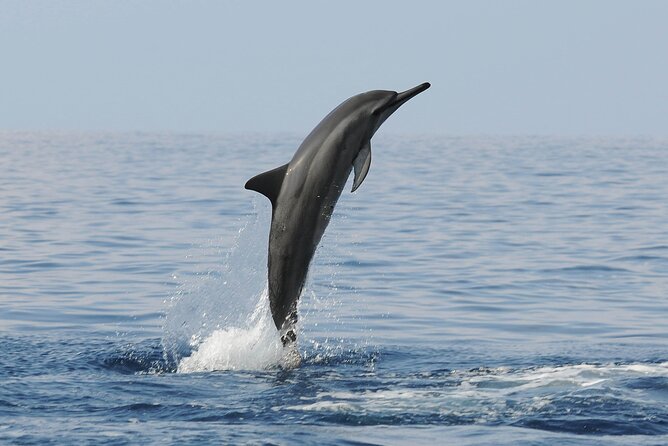 Boat Trip to See Marine Life in Puerto Escondido - Weather, comfort, and the wildlife question