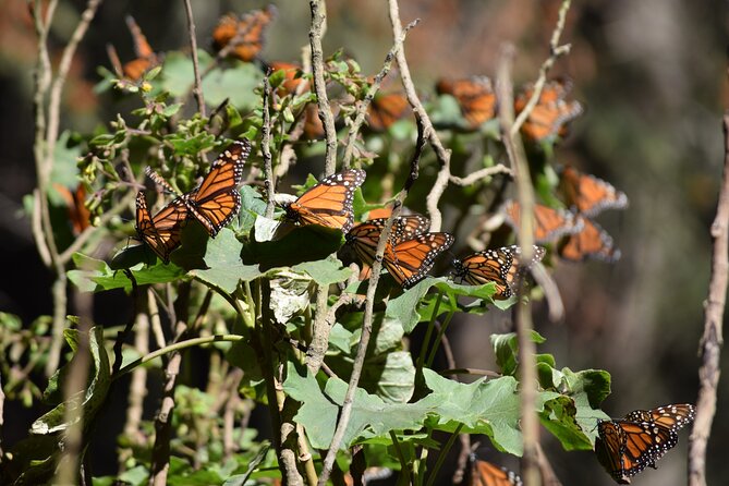 Butterfly Monarch Tour from Mexico City - The essential facts at a glance