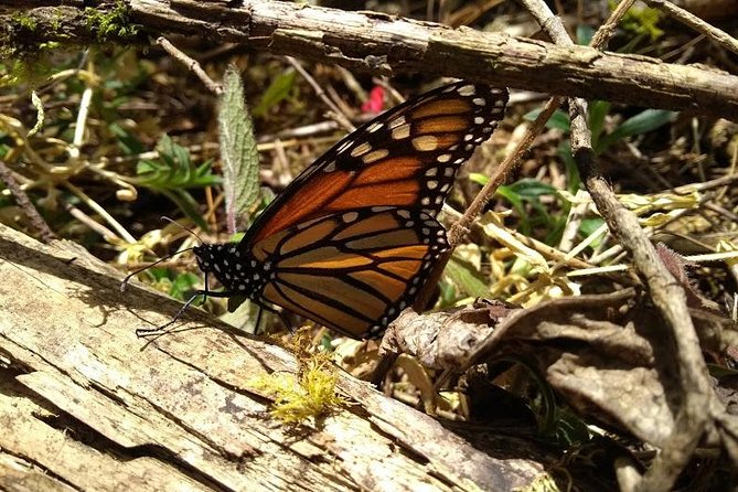 Butterfly Monarch Tour from Mexico City - Why Sierra Chincua makes a special day trip