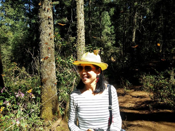 Butterfly Monarch Tour from Mexico City - Seeing the monarchs in the forest
