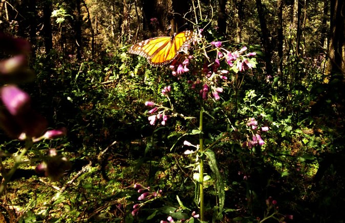 Butterfly Monarch Tour from Mexico City - Lunch and the local food experience