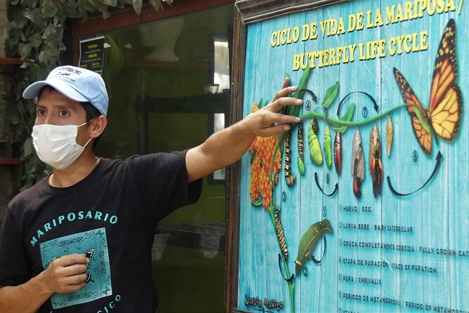 Butterfly Sanctuary & Museum Guided Tour in Puerto Vallarta - Key details before you book