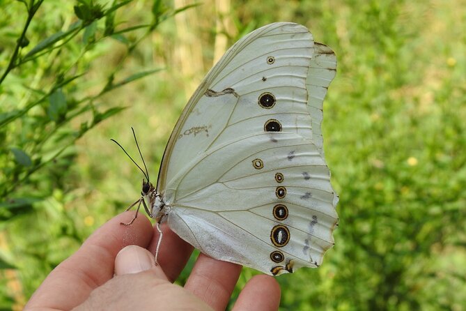 Butterfly Sanctuary & Museum Guided Tour in Puerto Vallarta - Why this short Puerto Vallarta tour is worth your morning