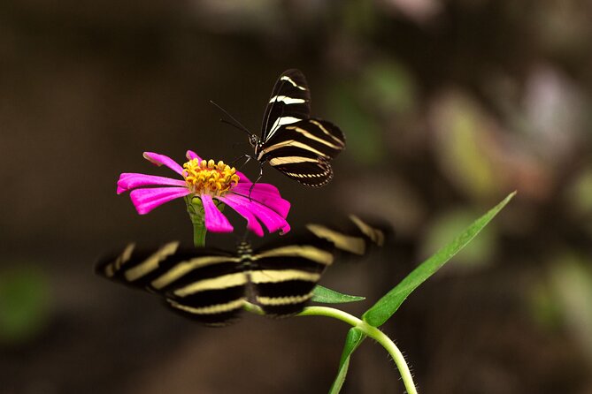Butterfly Sanctuary & Museum Guided Tour in Puerto Vallarta - The Butterfly Heritage Museum adds useful context