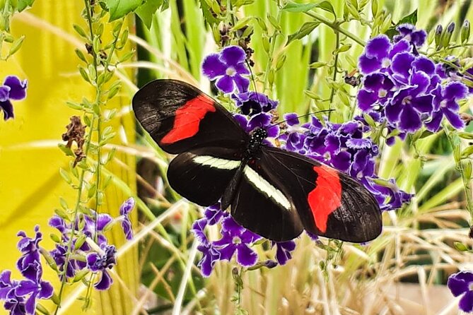 Butterfly Sanctuary & Museum Guided Tour in Puerto Vallarta - Helping a three-hour-old butterfly fly
