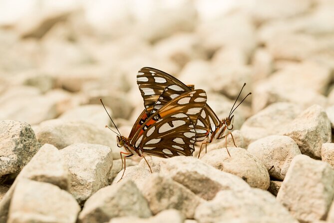 Butterfly Sanctuary & Museum Guided Tour in Puerto Vallarta - Staying a little longer by the pond