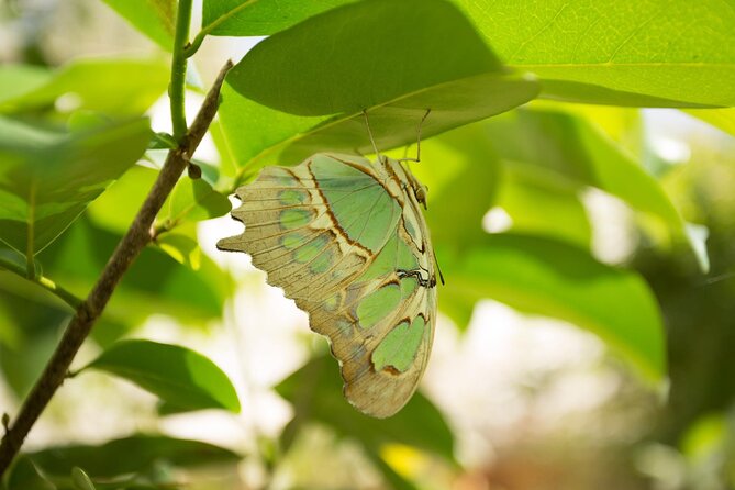 Butterfly Sanctuary & Museum Guided Tour in Puerto Vallarta - What the rustic setting means for comfort