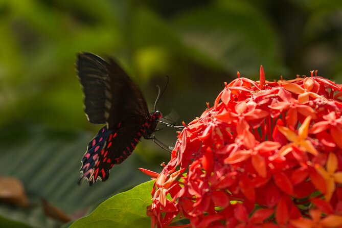 Butterfly Sanctuary & Museum Guided Tour in Puerto Vallarta - Who will enjoy this Puerto Vallarta experience
