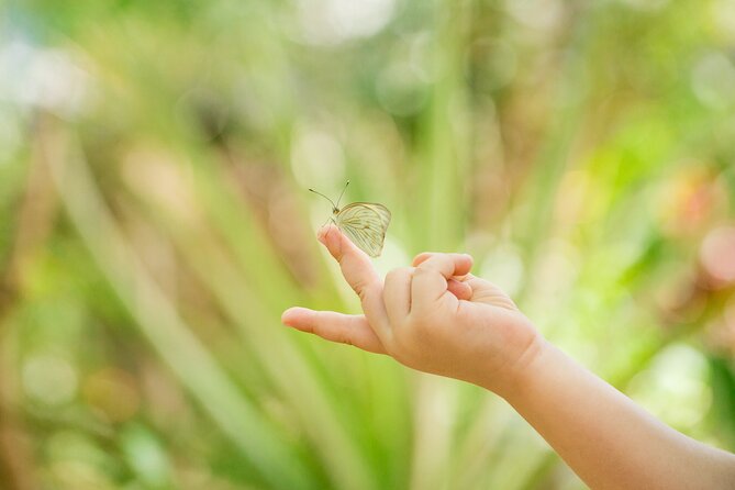 Butterfly Sanctuary & Museum Guided Tour in Puerto Vallarta - Arriving at Mariposario Jardin Magico