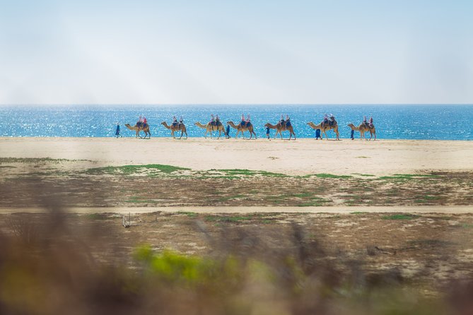 Cabo Beach Camel Ride, Mexican Buffet and Tequila Tasting - Tequila, mezcal, and the limits of the tasting