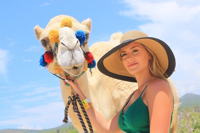 Cabo Beach Camel Ride, Mexican Buffet and Tequila Tasting - Is $99, plus the entrance fee, good value?