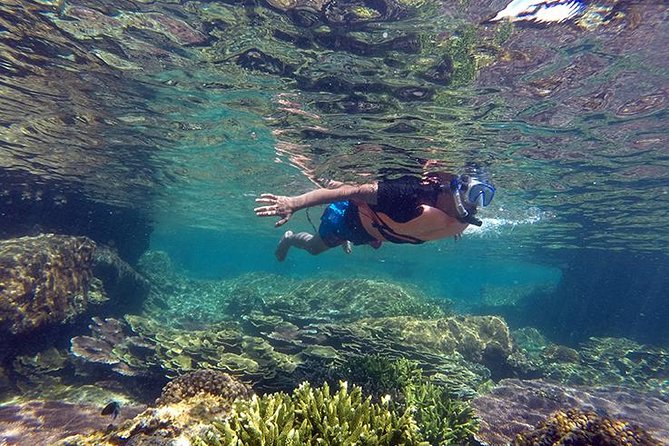 Cabo Pulmo National Park Snorkel Expedition from Cabo San Lucas - Quick take: what makes this Cabo Pulmo trip worthwhile