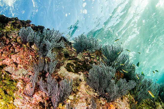 Cabo Pulmo National Park Snorkel Expedition from Cabo San Lucas - Why guide and captain quality affects the day
