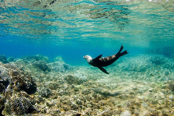 Cabo Pulmo National Park Snorkel Expedition from Cabo San Lucas - Whale sightings are a bonus, not the main event