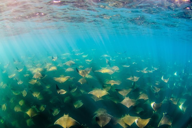 Cabo Pulmo National Park Snorkel Expedition from Cabo San Lucas - Is $279 a fair price?