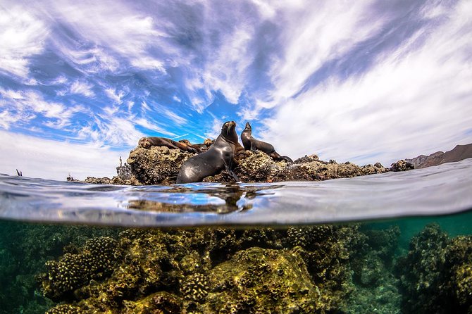 Cabo Pulmo National Park Snorkel Expedition from Cabo San Lucas - Weather, water temperature, and physical demands
