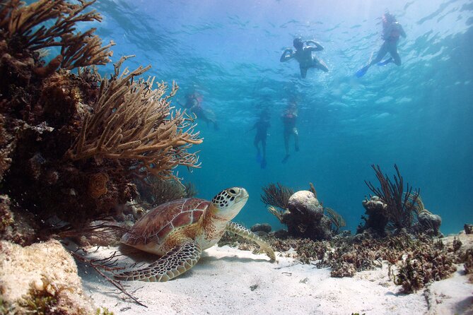 Cabo Pulmo National Park Snorkel Expedition from Cabo San Lucas - Three or four snorkeling sites, each with a different feel