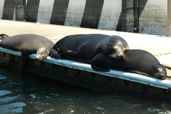 Cabo San Lucas Arc Group Tour in Glass Bottom Boat - Key points before you book