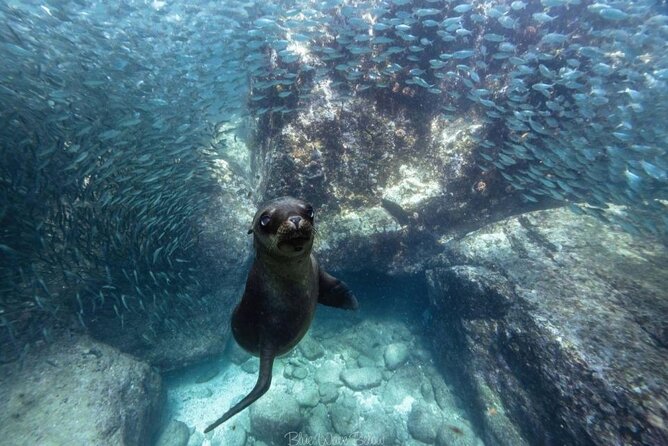 Cabo San Lucas Arch Tour and we go down to Playa del Amor - Who should book this Cabo excursion?