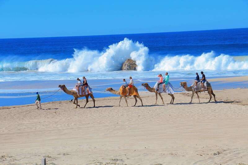 Cabo San Lucas: Camel Ride & Off-Road UTV Combo Adventure - From Cabo hotels to the Baja coast
