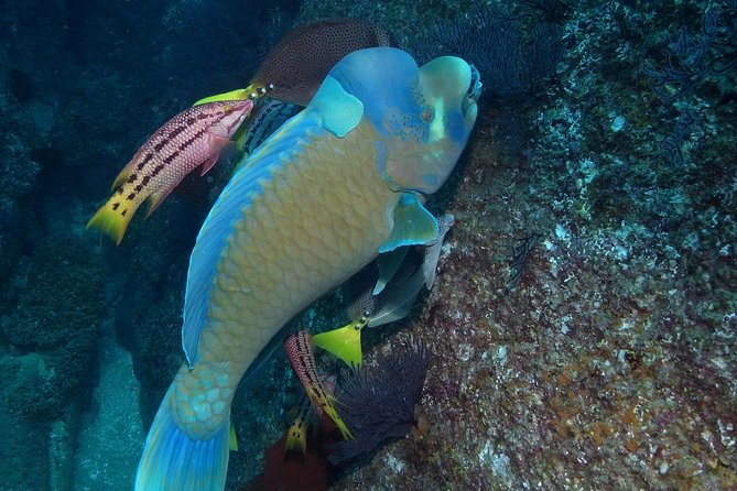 Cabo San Lucas Short Snorkeling Tour with Divemaster Guide - A short Cabo outing with two different personalities