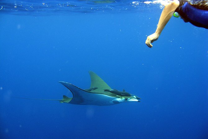 Cabo San Lucas Short Snorkeling Tour with Divemaster Guide - Equipment, wetsuits, and comfort in the water