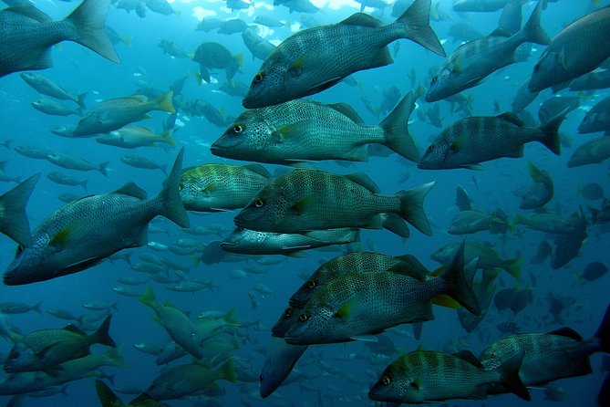 Cabo San Lucas Short Snorkeling Tour with Divemaster Guide - How long is the actual snorkeling?