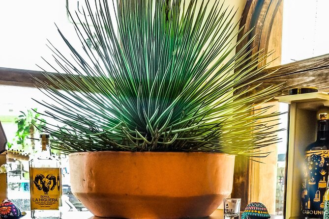 Cabo San Lucas Tequila Tasting Experience - Three mezcals and a new way to think about smoke