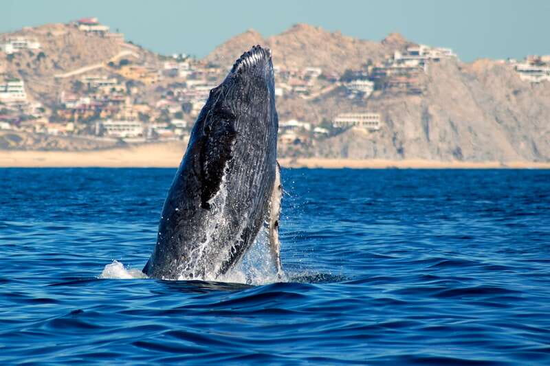 Cabo San Lucas: Whale Watching Catamaran Experience - Boarding the Pez Gato catamaran