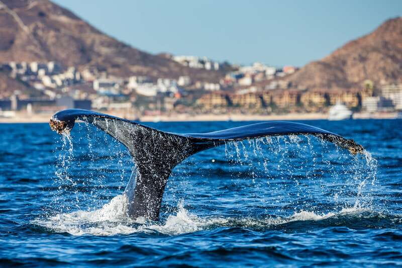 Cabo San Lucas: Whale Watching Catamaran Experience - The 20-minute Arch and Land’s End photo stop
