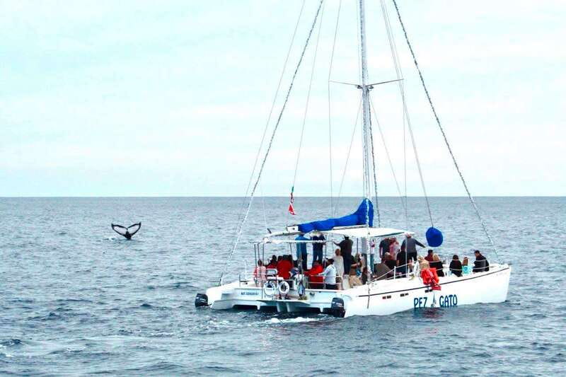 Cabo San Lucas: Whale Watching Catamaran Experience - Pickup from four Cabo-area locations
