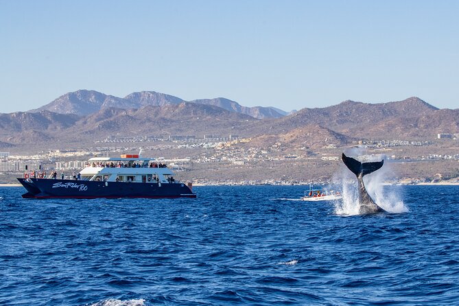 Cabo San Lucas Whale Watching Lunch Cruise - Searching for gray and humpback whales