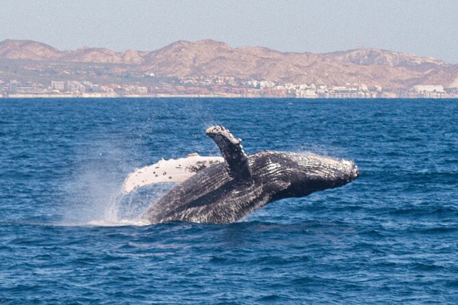Cabo San Lucas Whale Watching Lunch Cruise - Open-bar drinks and music on the return